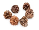 3037-Bergkiefer-Zapfen--Groesse-ca--3-5cm--Gewicht-0-5kg--ca--100-130-Stk----Pinus-mugo_2.jpg