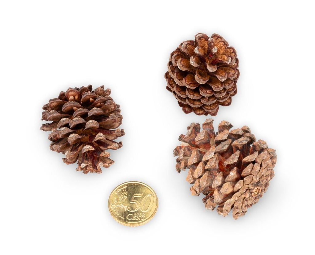 3037-Bergkiefer-Zapfen--Groesse-ca--3-5cm--Gewicht-0-5kg--ca--100-130-Stk----Pinus-mugo_3.jpg