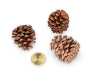 3037-Bergkiefer-Zapfen--Groesse-ca--3-5cm--Gewicht-0-5kg--ca--100-130-Stk----Pinus-mugo_3.jpg
