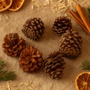 3037-Bergkiefer-Zapfen--Groesse-ca--3-5cm--Gewicht-0-5kg--ca--100-130-Stk----Pinus-mugo_7.jpg