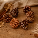 3037-Bergkiefer-Zapfen--Groesse-ca--3-5cm--Gewicht-0-5kg--ca--100-130-Stk----Pinus-mugo_8.jpg