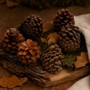 3037-Bergkiefer-Zapfen--Groesse-ca--3-5cm--Gewicht-0-5kg--ca--100-130-Stk----Pinus-mugo_6.jpg