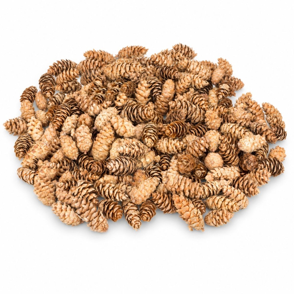 Douglasien Zapfen, Natur, 150 Stück, 5-8 cm (Pseudotsuga) – Produktfoto auf weißem Hintergrund