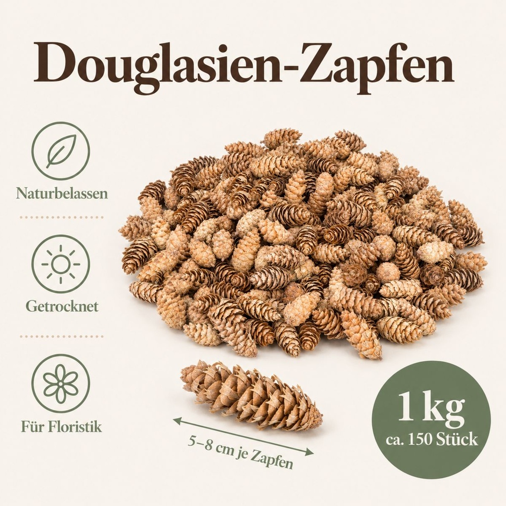 Douglasien Zapfen, Natur, 150 Stück, 5-8 cm (Pseudotsuga) – Maße und Liefermenge auf einen Blick