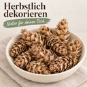 Douglasien Zapfen, Natur, 150 Stück, 5-8 cm (Pseudotsuga) – im Einsatz