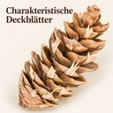 Douglasien Zapfen, Natur, 150 Stück, 5-8 cm (Pseudotsuga) – Nahaufnahme der Oberfläche