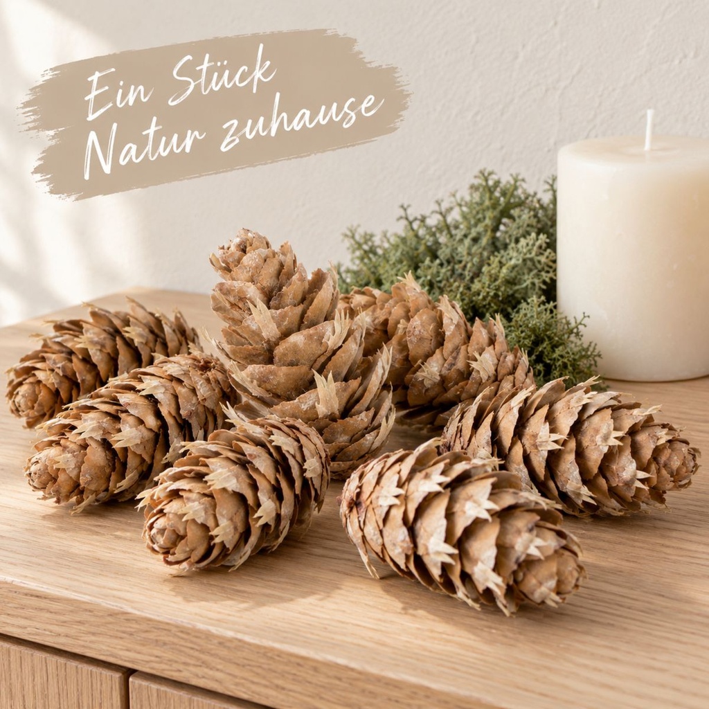 Douglasien Zapfen, Natur, 150 Stück, 5-8 cm (Pseudotsuga) – dekoriert im Wohnraum