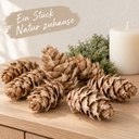 Douglasien Zapfen, Natur, 150 Stück, 5-8 cm (Pseudotsuga) – dekoriert im Wohnraum