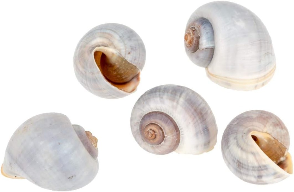 Pila globosa, Größe ca. 2-4cm, Packung m 2