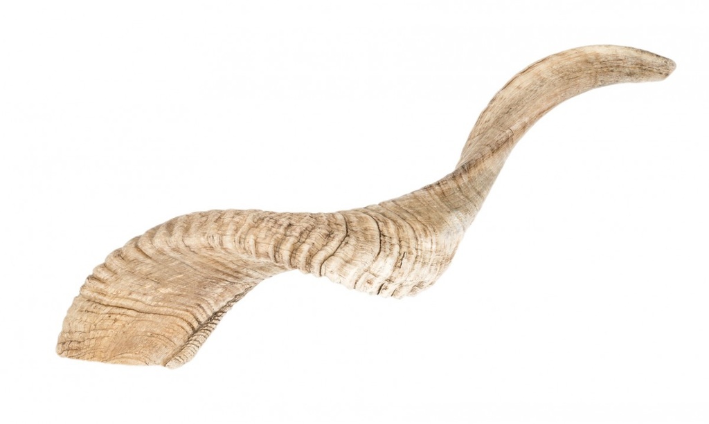 3078-Schafshorn-natur-36-40cm_1.jpg