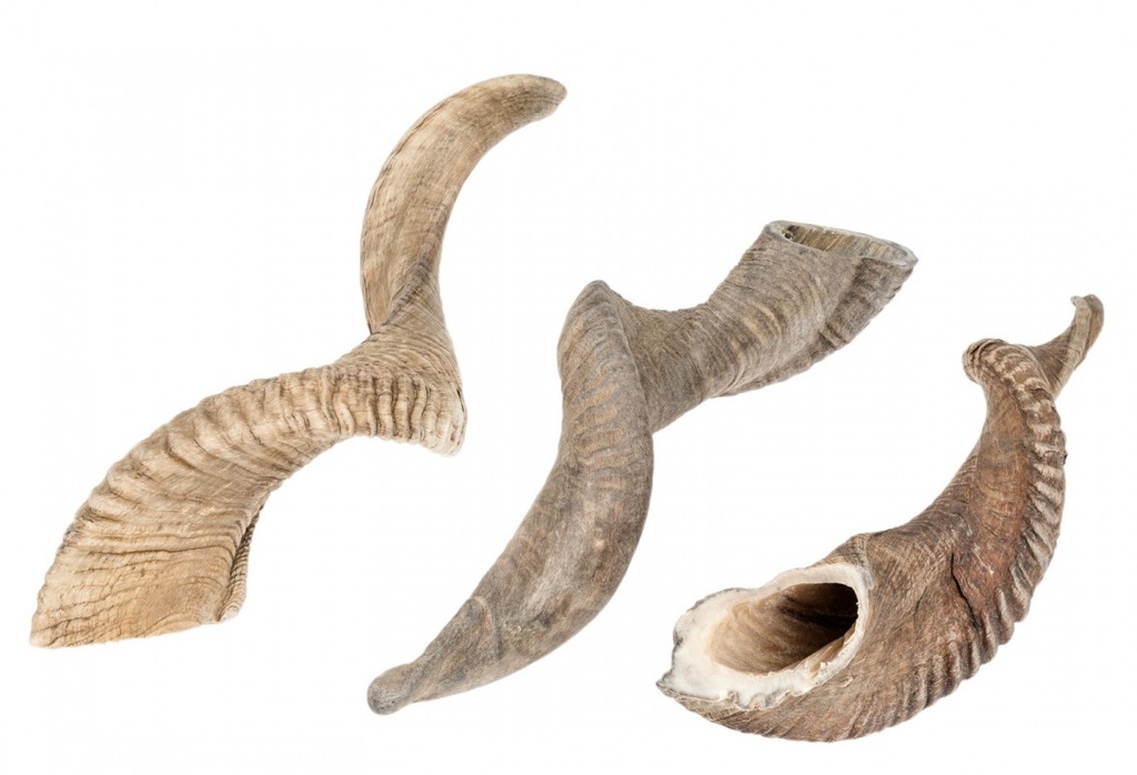 3078-Schafshorn-natur-36-40cm_2.jpg