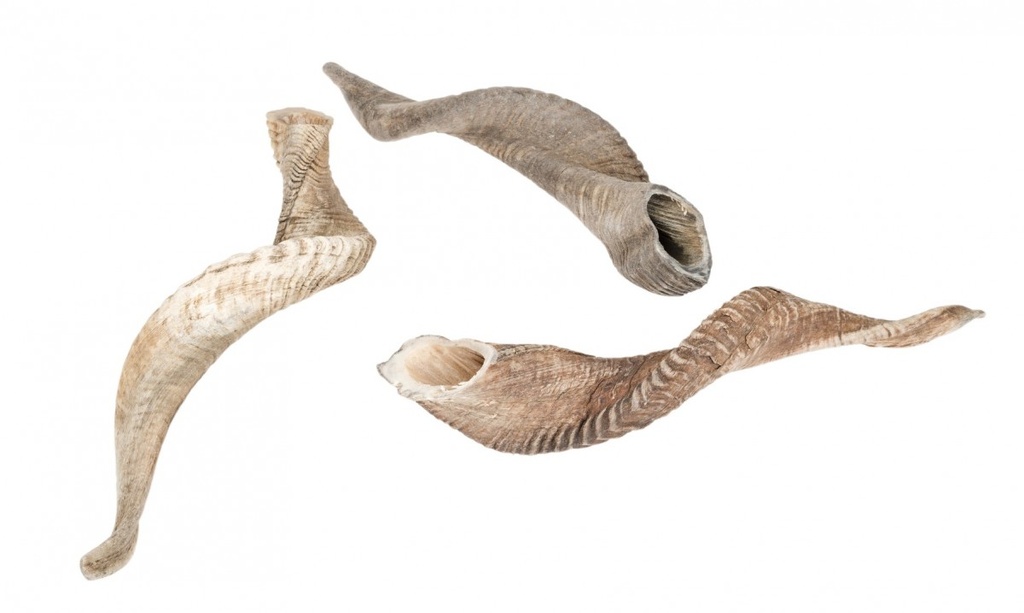 3078-Schafshorn-natur-36-40cm_3.jpg