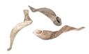 3078-Schafshorn-natur-36-40cm_3.jpg