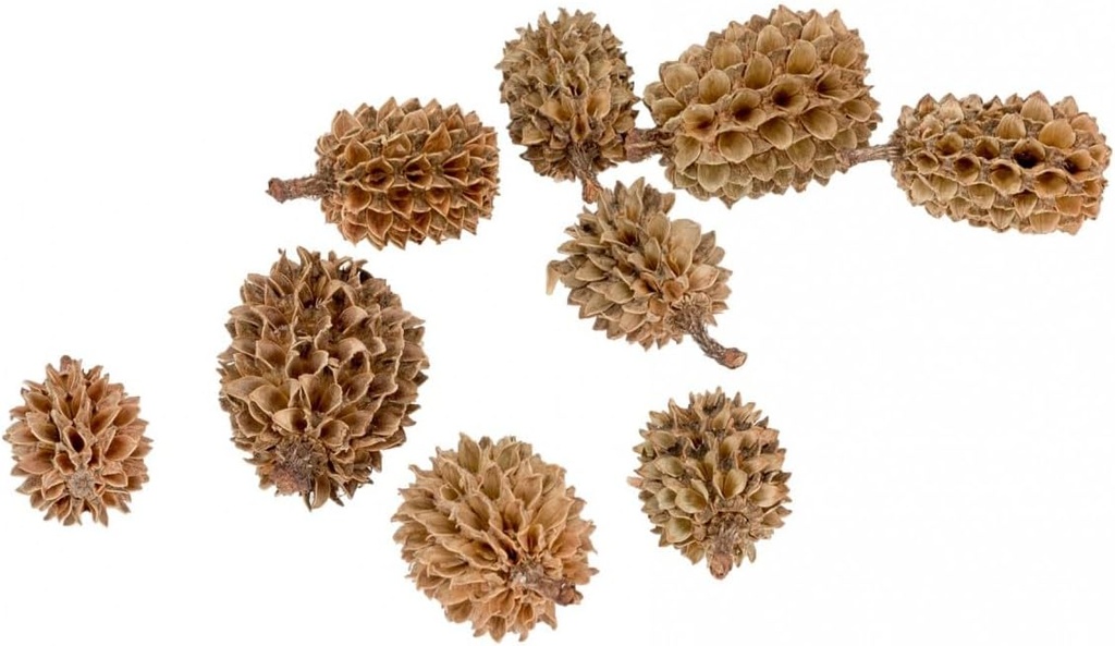 Kasuarinen Zapfen natur 0,4kg | Casuarin 2