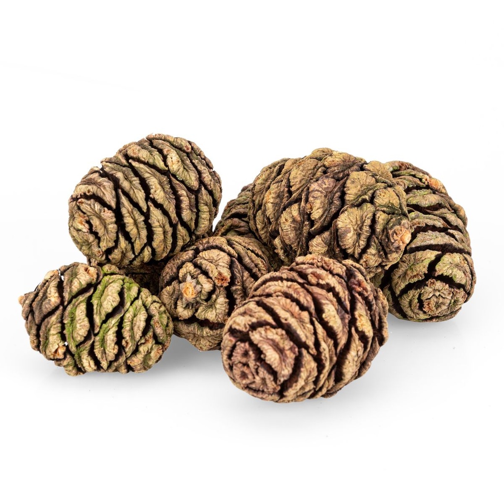 3120-Mammutbaum-Zapfen-1kg---90-Stueck---3---5-cm---Sequoia-Zapfen-natur-_2.jpg