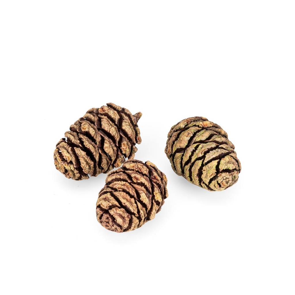 3120-Mammutbaum-Zapfen-1kg---90-Stueck---3---5-cm---Sequoia-Zapfen-natur-_3.jpg