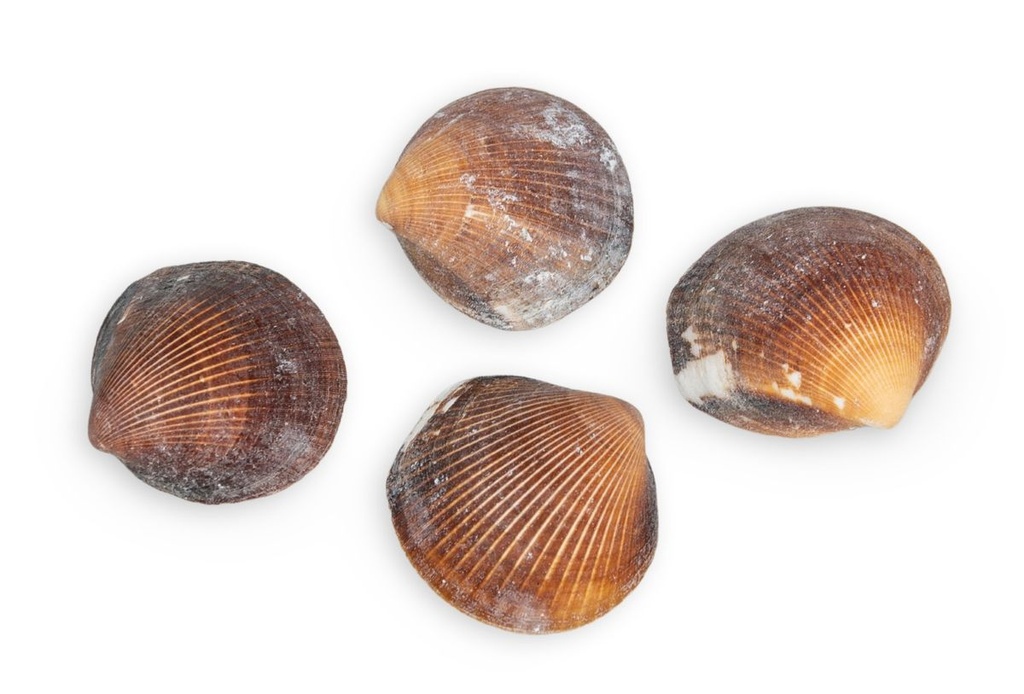 3204-Asaphis-deflorata--ca--2-5cm--verpackt-mit-0-5kg---Braune-Venus-Muscheln---Muschel-Cockles-Braun_2.jpg