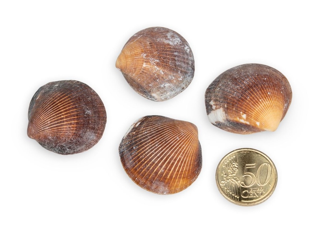 3204-Asaphis-deflorata--ca--2-5cm--verpackt-mit-0-5kg---Braune-Venus-Muscheln---Muschel-Cockles-Braun_3.jpg