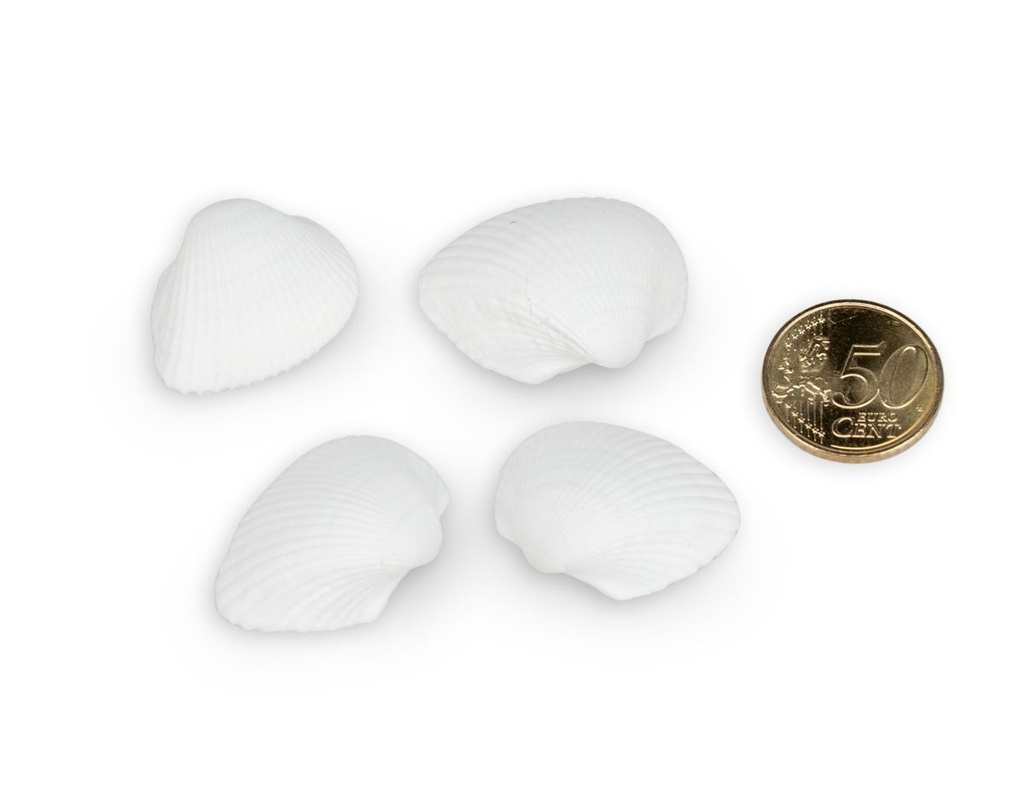 3241-Anadara-ovalis--0-5kg--ca--3-5cm--ca-140-160--Stk-----Arca-Muschelschalen-_4.jpg