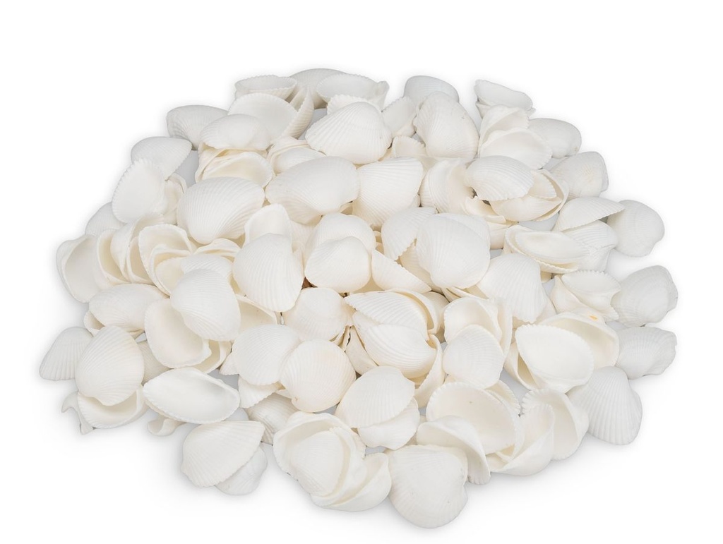 3241-Anadara-ovalis--0-5kg--ca--3-5cm--ca-140-160--Stk-----Arca-Muschelschalen-_2.jpg