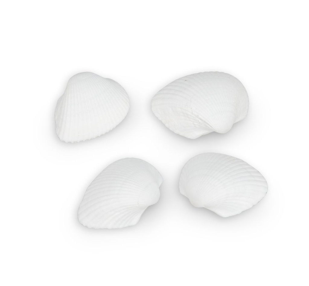 3241-Anadara-ovalis--0-5kg--ca--3-5cm--ca-140-160--Stk-----Arca-Muschelschalen-_3.jpg