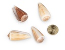 3244-Conus-magus--verpackt-mit-0-5kg--Groesse-ca--3-6cm--ca--50-60-Stk----Kegelschnecke_2.jpg