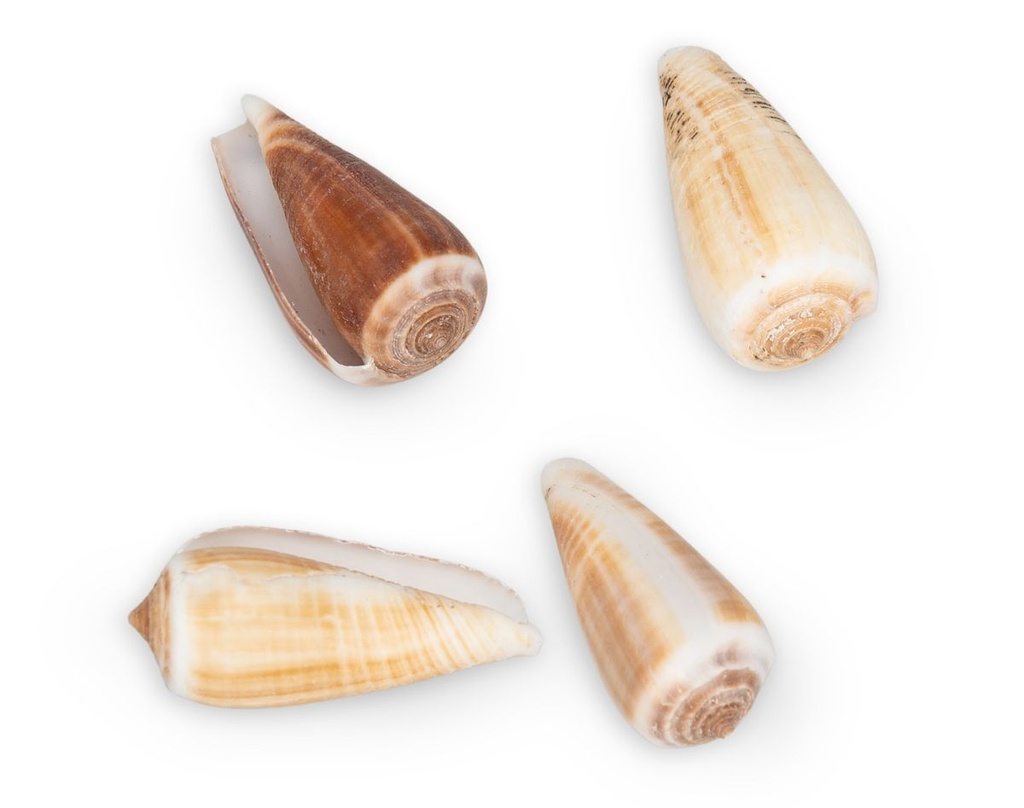 3244-Conus-magus--verpackt-mit-0-5kg--Groesse-ca--3-6cm--ca--50-60-Stk----Kegelschnecke_3.jpg