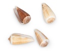 3244-Conus-magus--verpackt-mit-0-5kg--Groesse-ca--3-6cm--ca--50-60-Stk----Kegelschnecke_3.jpg