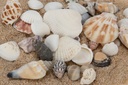 3268-Muschelmix--Small---Gewicht-ca--0-5kg---Muscheln-und-Schnecken_3.jpg