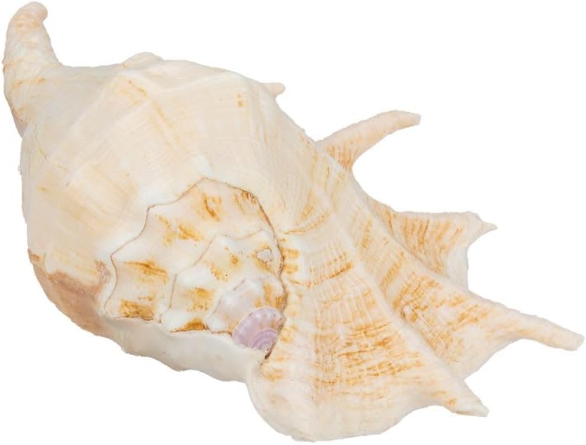3280-Lambis-truncata--Groesse-ca-20-30cm---Riesenspinnenmuschel_1.jpg