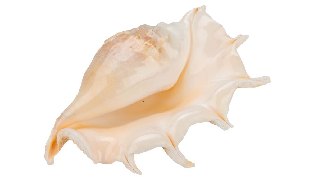 3280-Lambis-truncata-ca-20cm---Grosse-Schnecke_3.jpg