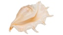 3280-Lambis-truncata-ca-20cm---Grosse-Schnecke_3.jpg