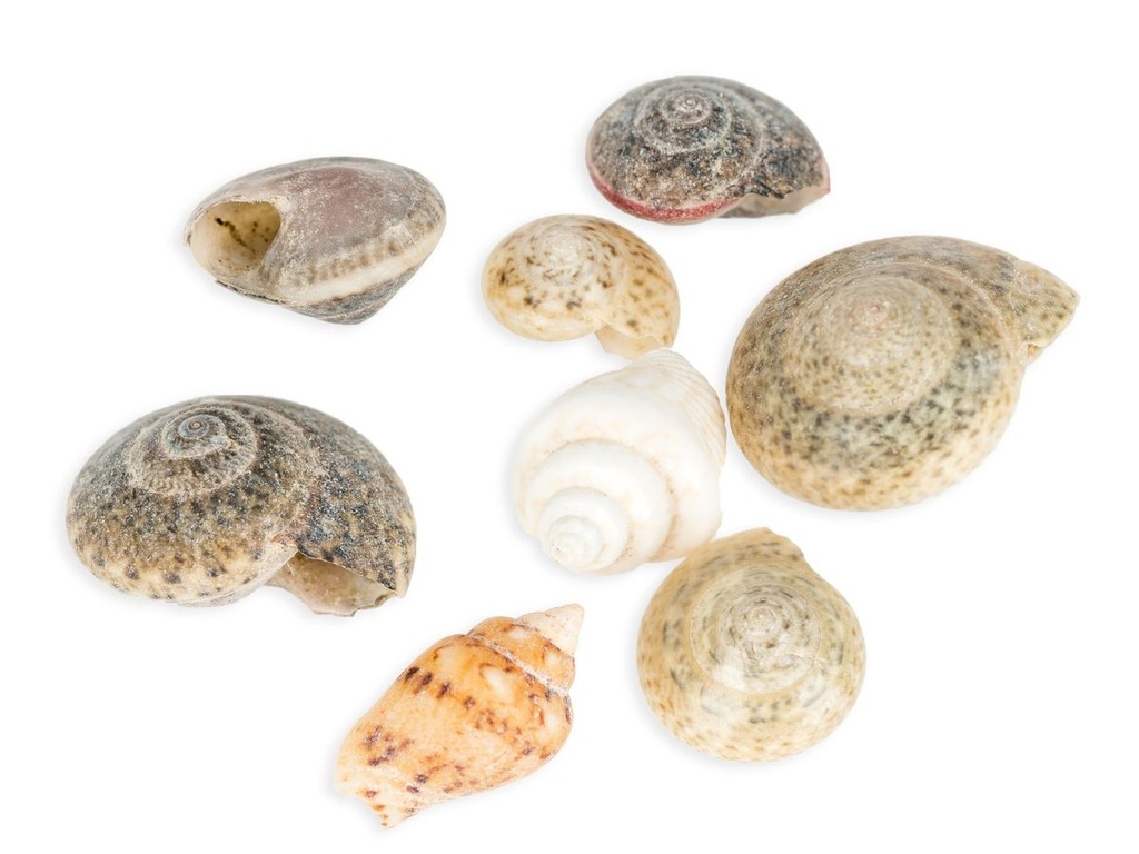3332-Muschelmix-mini-1kg-ca--0-5-2cm_2.jpg