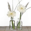 3378-Glasflaeschen-36-Stueck-ca--10-5x4-8cm.jpg