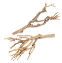 Dekobündel John Branch Natur ca. 35 cm – 2