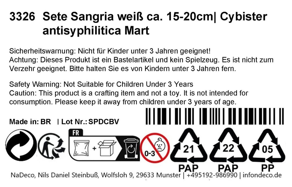 3506-Sete-Sangria-weiss-ca--15-20cm--Cybister-antisyphilitica-Mart_3.jpg
