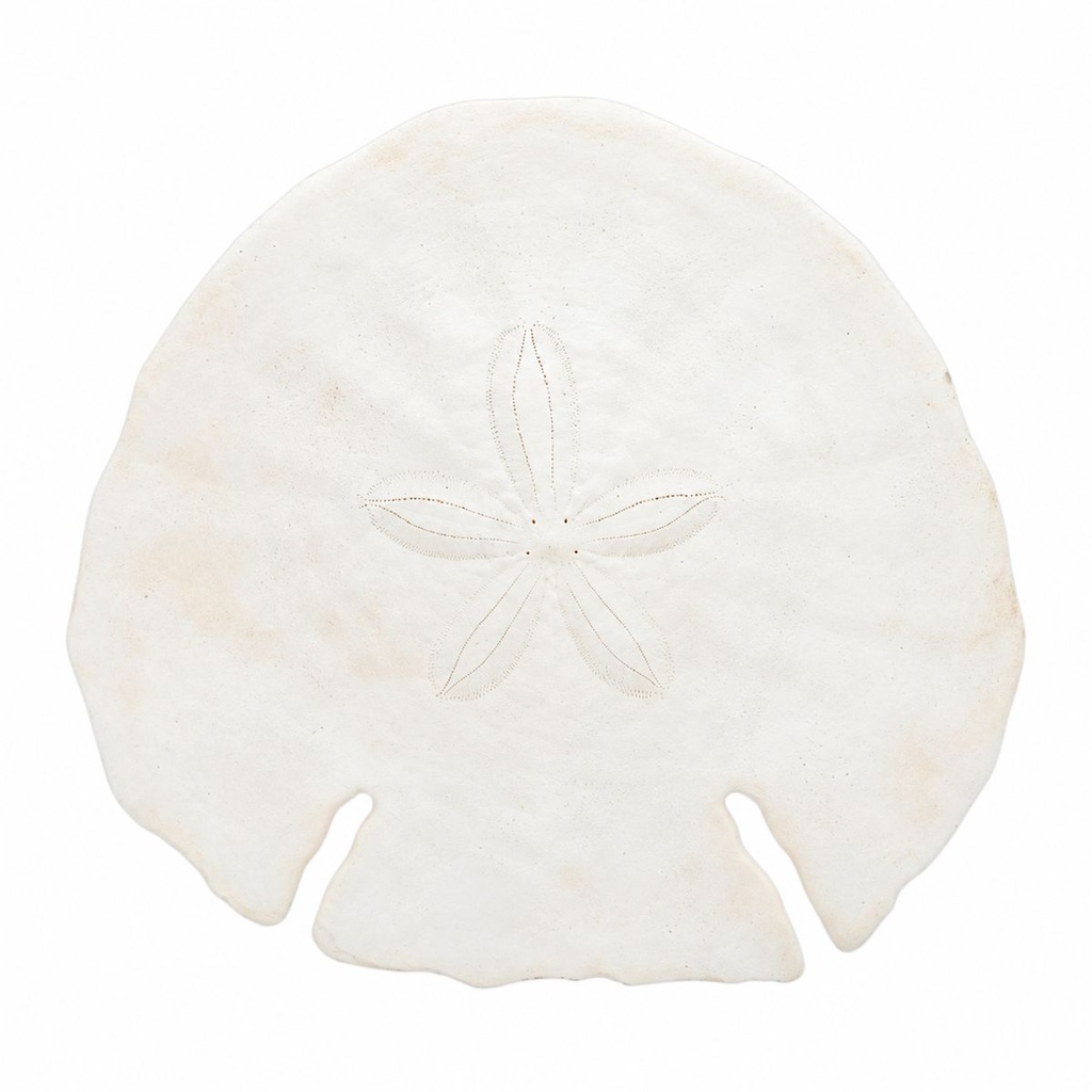 Sanddollar Pfeilspitzen ca. 14 cm, 1 Stück, Echinodiscus auritus – Hauptbild