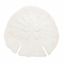 Sanddollar Pfeilspitzen ca. 14 cm, 1 Stück, Echinodiscus auritus – Hauptbild