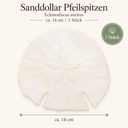 Sanddollar Pfeilspitzen ca. 14 cm, 1 Stück, Echinodiscus auritus – Maße