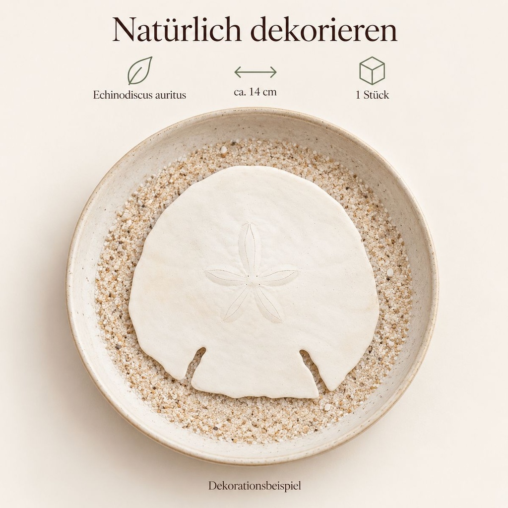 Sanddollar Pfeilspitzen ca. 14 cm, 1 Stück, Echinodiscus auritus – Anwendung 1