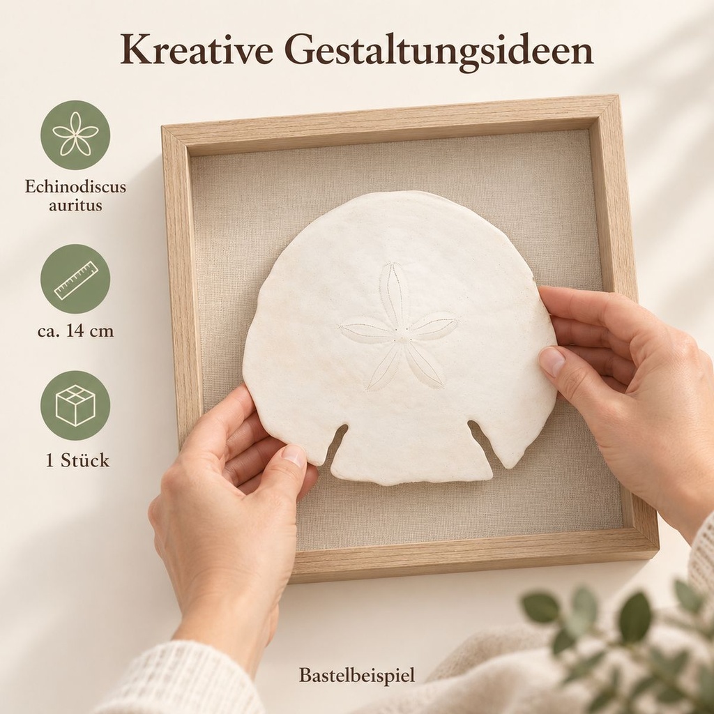 Sanddollar Pfeilspitzen ca. 14 cm, 1 Stück, Echinodiscus auritus – Anwendung 2