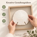 Sanddollar Pfeilspitzen ca. 14 cm, 1 Stück, Echinodiscus auritus – Anwendung 2