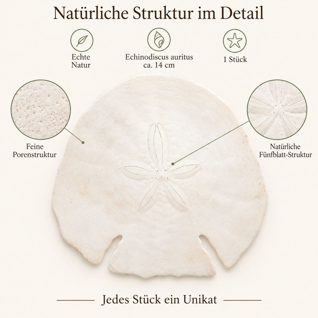 Sanddollar Pfeilspitzen ca. 14 cm, 1 Stück, Echinodiscus auritus – Detail