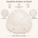Sanddollar Pfeilspitzen ca. 14 cm, 1 Stück, Echinodiscus auritus – Detail