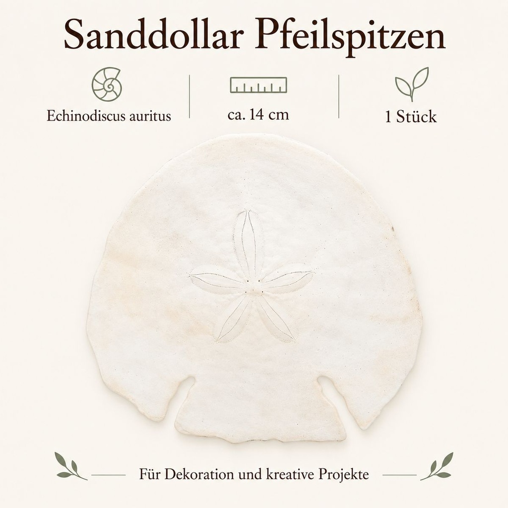 Sanddollar Pfeilspitzen ca. 14 cm, 1 Stück, Echinodiscus auritus – Eigenschaften