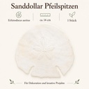 Sanddollar Pfeilspitzen ca. 14 cm, 1 Stück, Echinodiscus auritus – Eigenschaften