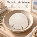 Sanddollar Pfeilspitzen ca. 14 cm, 1 Stück, Echinodiscus auritus – Wohnszene