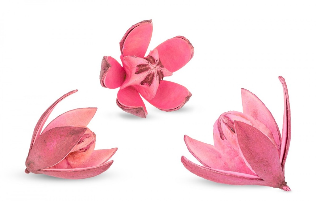Wildlilie rosa ca. 6cm | Soymida febrifu 2