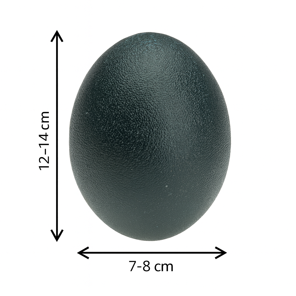 Echtes Emu Ei Natur 13 cm – ausgeblasene 3
