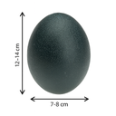 Echtes Emu Ei Natur 13 cm – ausgeblasene 3